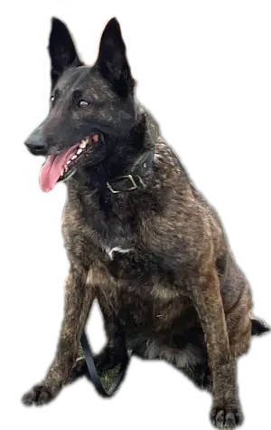 K9 Image